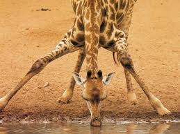 Pijící žirafa