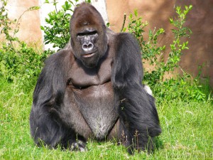 gorila...jpg