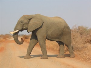 african-elephants-rms-screensaver-268.jpg